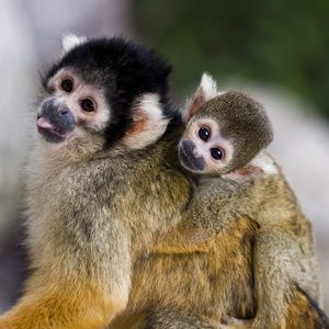 Meet your Posher, Ivan